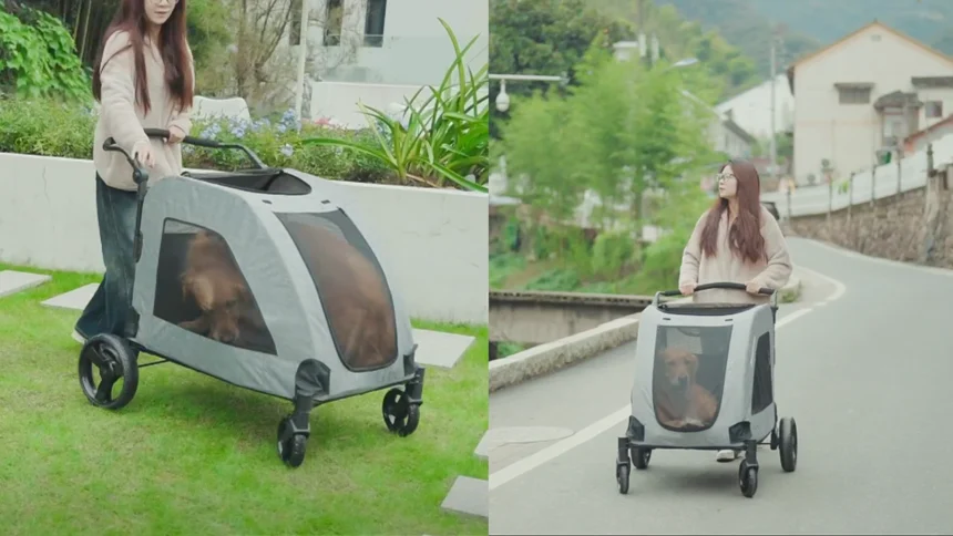XL extra large dog stroller with mesh canopy, swivel wheels, and storage basket holding two large dogs on a paved park path.